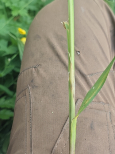 Poa hybrida, 2026-06-27