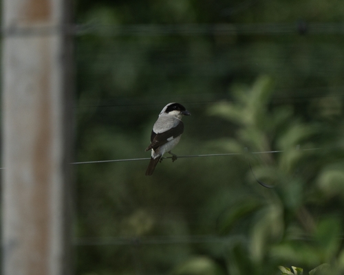 Lesser Grey Shrike
