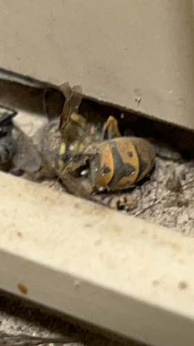 German Yellowjacket
