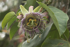 Passiflora ligularis