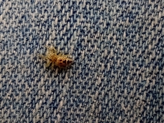 Hentzia zombia