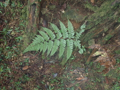 Athyrium erythropodum