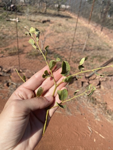 wild syringa