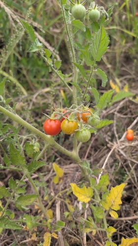 Solanum lycopersicum observed 2026-07-05