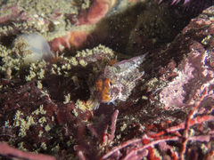 Orthonopias triacis