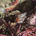 Orthonopias triacis