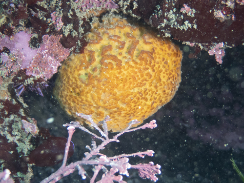 California puffball sponge