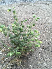Emmenanthe penduliflora penduliflora