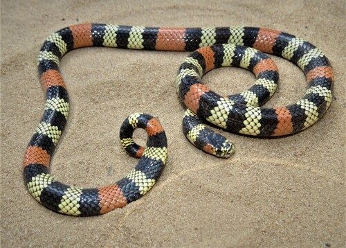 Brazilian short-tailed coral snake, Micrurus brasiliensis
