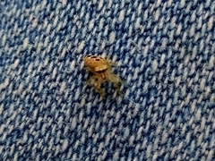 Hentzia zombia