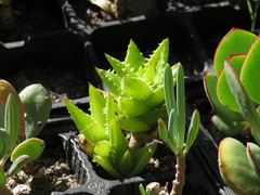 Aloe juvenna