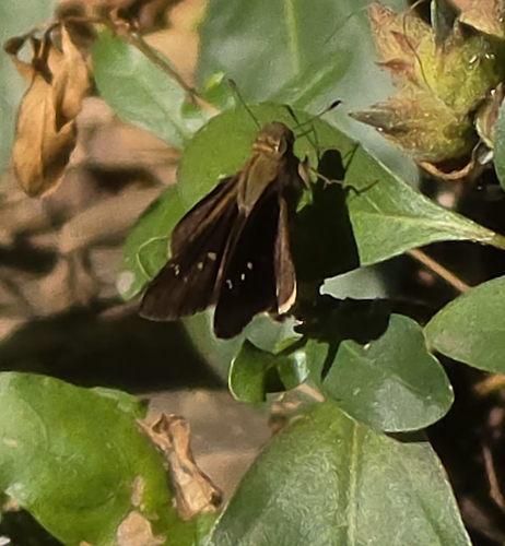 Long-horned Swift