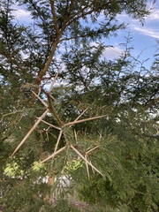 Vachellia xanthophloea