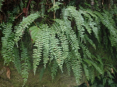 Asplenium gueinzianum