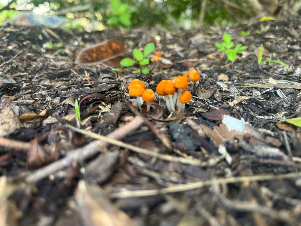 Wandering Creamsicle