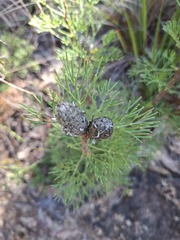 Petrophile pulchella, photograph author not stated, no rights reserved