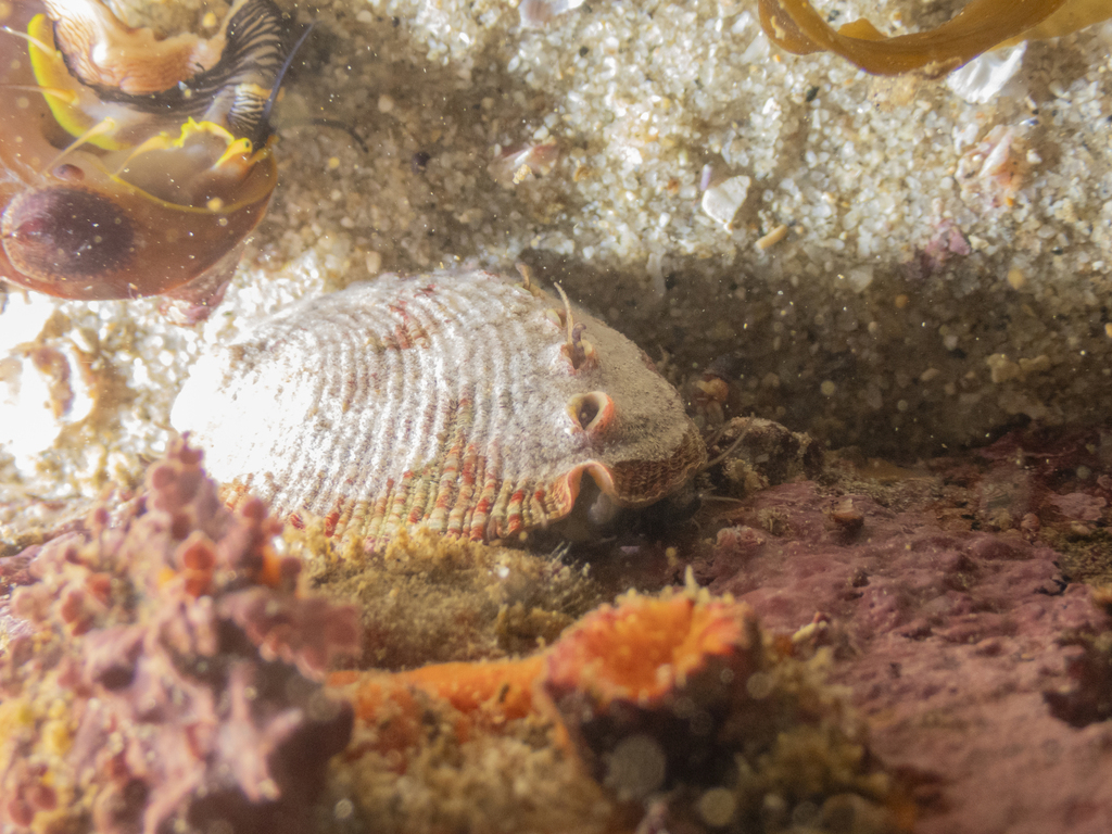Flat Abalone