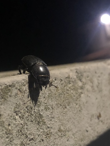Lesser Stag Beetle