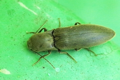 Agriotes pilosellus