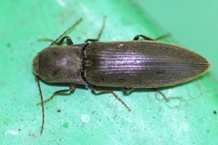 Agriotes pilosellus