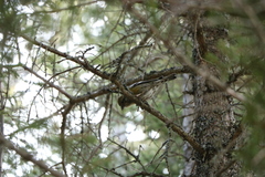 Loxia leucoptera image