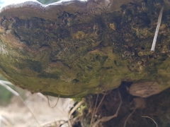 Agathomyia wankowiczii