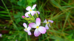 Raphanus sativus raphanistroides