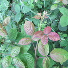 Rubus pedemontanus