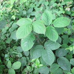 Rubus pedemontanus