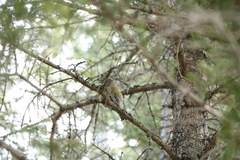 Loxia leucoptera image