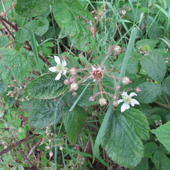 Rubus pedemontanus