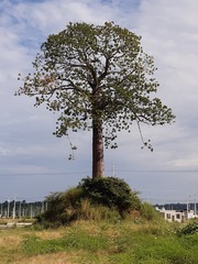 Cavanillesia platanifolia