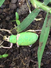 Exophthalmus carneipes