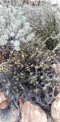 Marasmodes spinosa