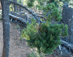 Arceuthobium cyanocarpum