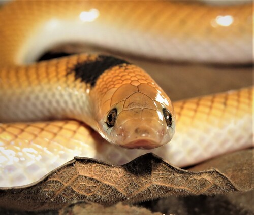 Gomes' Pampas Snake, Rodriguesophis iglesiasi