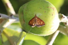 Ecpyrrhorrhoe rubiginalis
