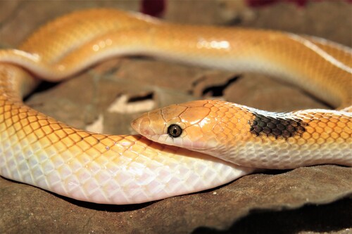 Photo of a Gomes' Pampas Snake (Rodriguesophis iglesiasi)