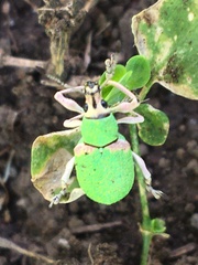 Exophthalmus carneipes