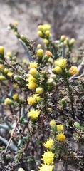 Marasmodes spinosa