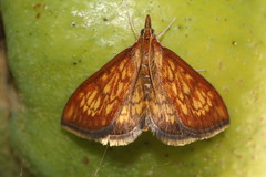 Ecpyrrhorrhoe rubiginalis