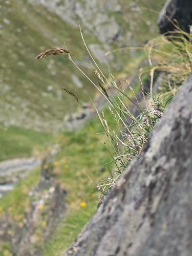 Acrospelion distichophyllum observed 2026-06-28