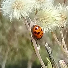 Hippodamia variegata