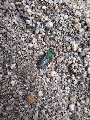 iNaturalist observation photo of Chrysidini