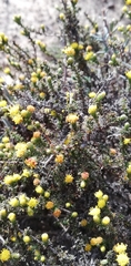 Marasmodes spinosa