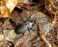 Carabus vinctus