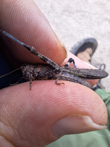iNaturalist observation photo of Crackling Forest Grasshopper