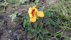 Cochlospermum wrightii