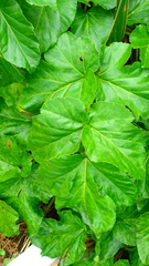 Angelica hirsutiflora