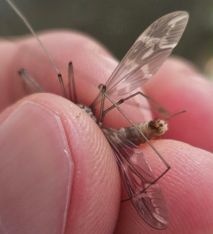 Tipula yana